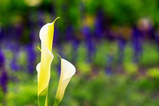 Calla lily field for adv or others purpose use