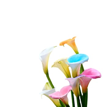 Calla lily field for adv or others purpose use
