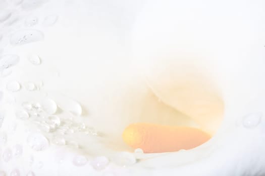 Calla lily field for adv or others purpose use