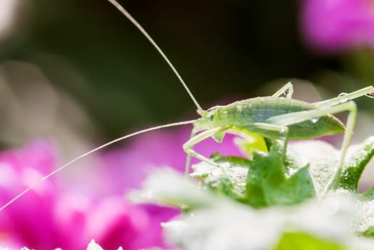 Differential Grasshopper eating a leaf for adv or others purpose use