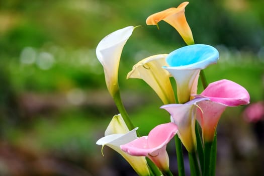 Calla lily field for adv or others purpose use