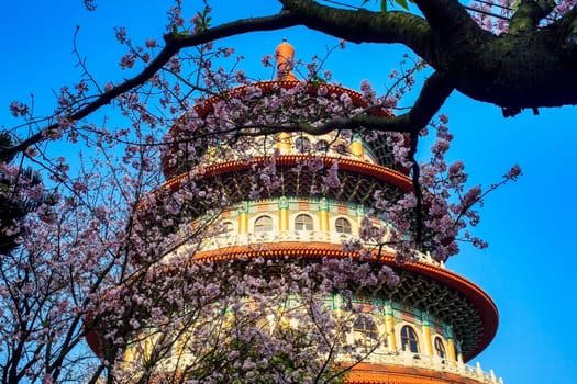 cherry tree in blossom for adv or others purpose use