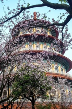cherry tree in blossom for adv or others purpose use