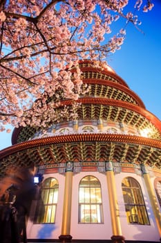 cherry tree in blossom for adv or others purpose use