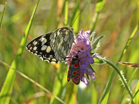 Chessboard butterfly and esparsett ram on field widow flower
