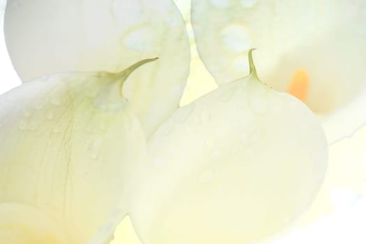 Calla lily field for adv or others purpose use
