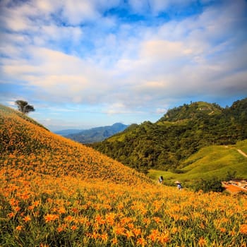 orange daylily on sixty stone mountain, Taiwan for adv or others purpose use