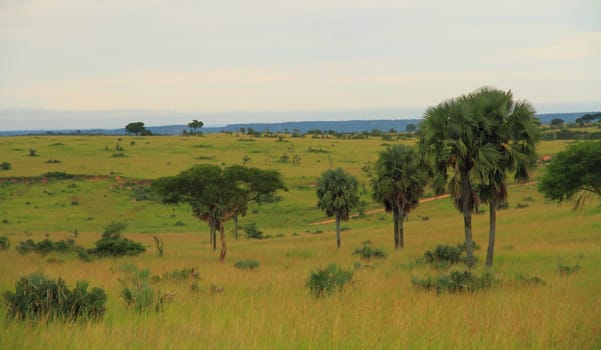 A view into the landscape of one of Uganda's Parks, Murchison Falls.