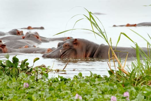 A hippopotamus with a large battle scar on its face sleeps with other hippos in the nile river in Murchison Falls National Park.