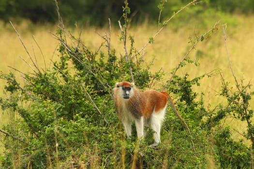 A Patas monkey looks out from a raised position atop a clump of bushes in the Ugandan savanna.