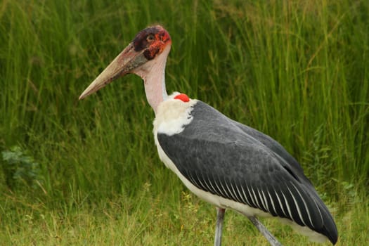 A single Marabou stork in Uganda body closeup shot.