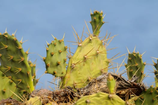Pricly Pear Wild Green Succulent Cactus Near The Ocean