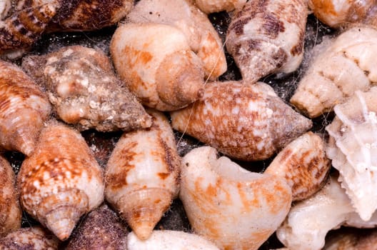 Texture Background of colored round sea shells