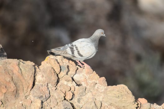 Columba Livia Pigeon on the Volcanic Rocks near Ocean