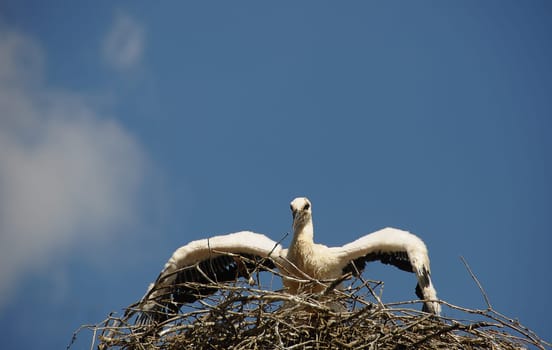 young stork