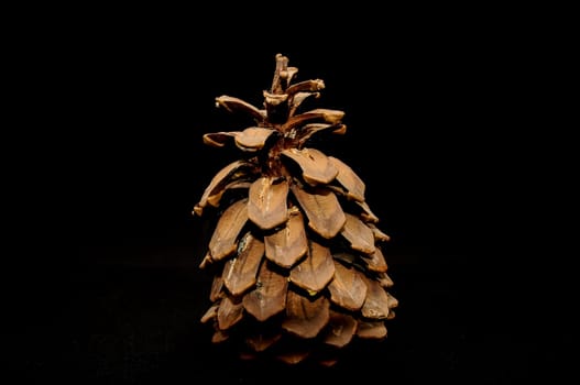Pinus Ponderosa Pine Tree Pinecone on a Black Background