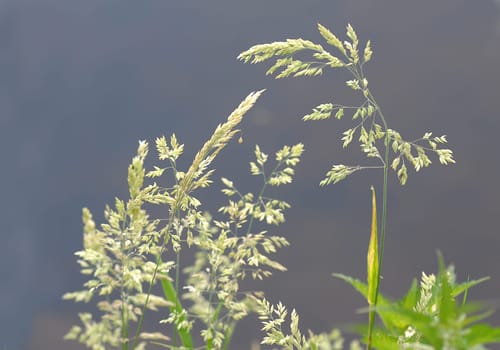 Grasses