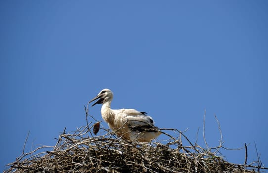 Stork cub