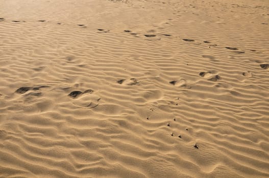 Texture Sand Dune Desert in Gran Canaria Island Spain