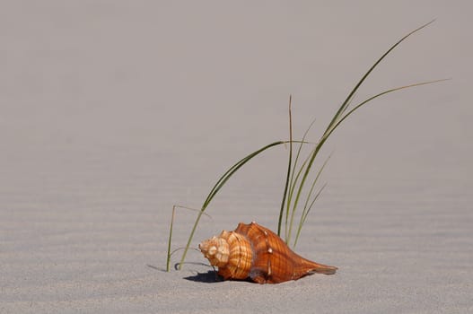 Shell