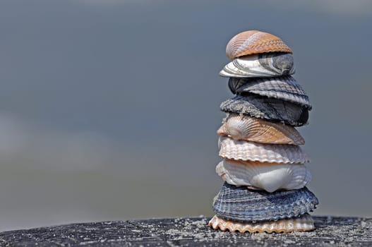 Shells