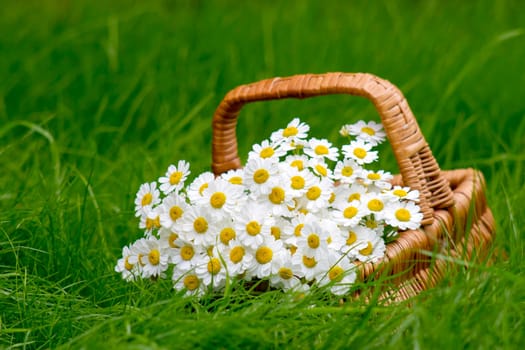 Basket with daisies on grass