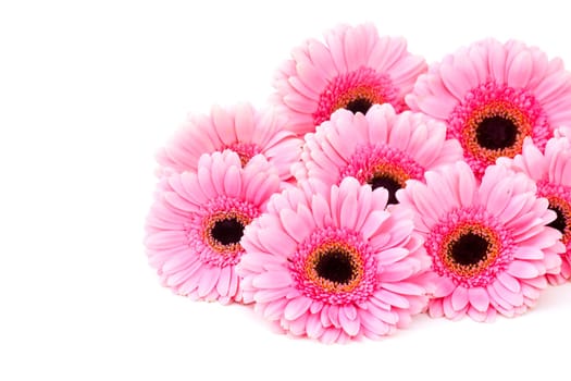 pink gerbera flowers on white background