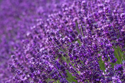 lavender flowers