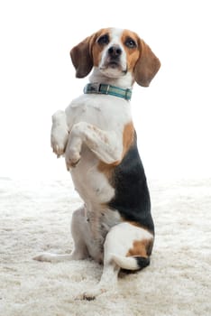 Beagle makes males