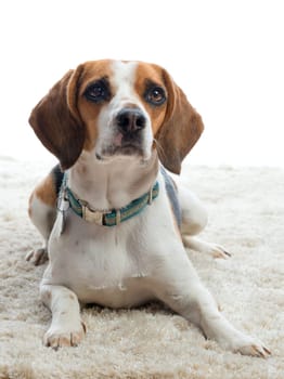 Attentive Beagle