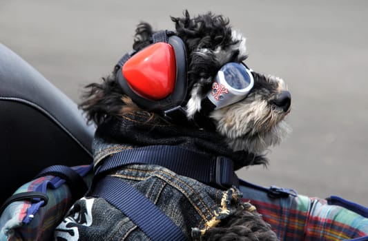 Poodle on motorcycle