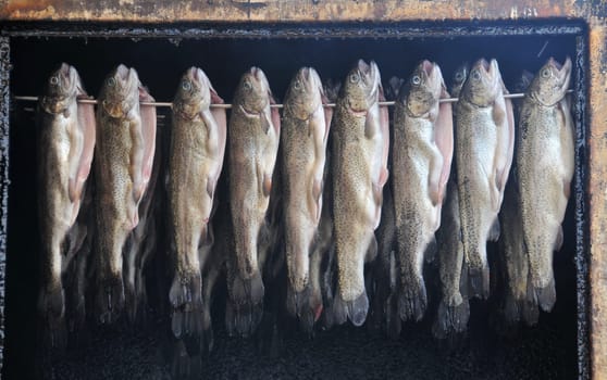Smoke trout