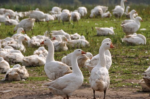 Geese on the meadow