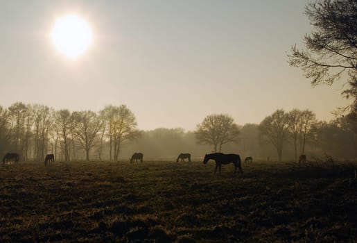 Horses at dusk