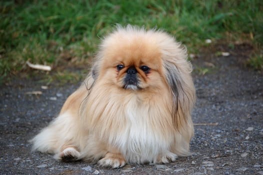 Little Pekinese
