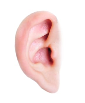 Human ear