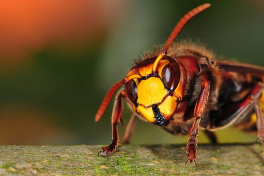 Hornet