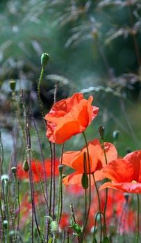 Gossip poppy