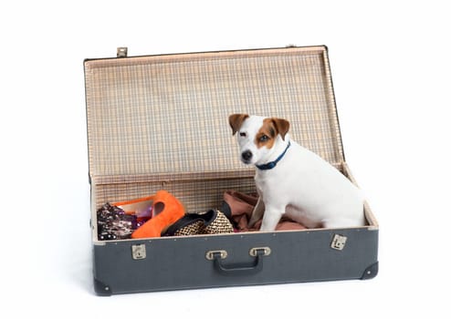 Suitcase with dog