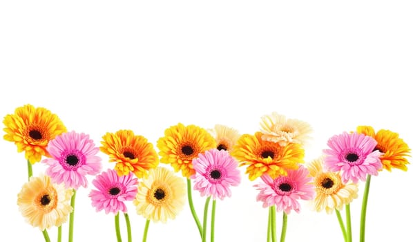 Composition with three gerberas isolated on white background