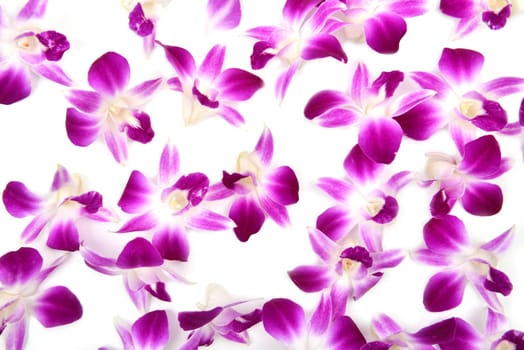 beautiful blooming orchid isolated on white background