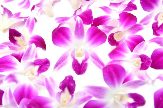 beautiful blooming orchid isolated on white background