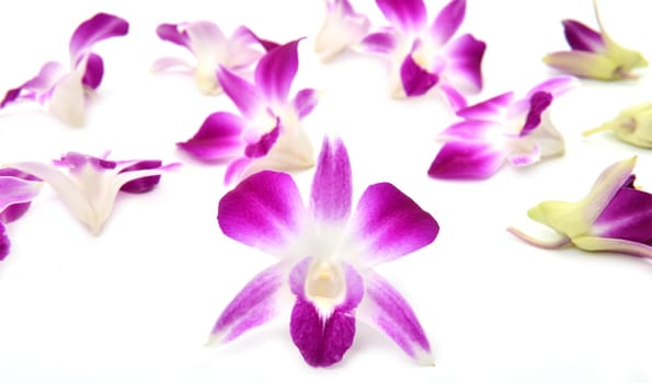 beautiful blooming orchid isolated on white background
