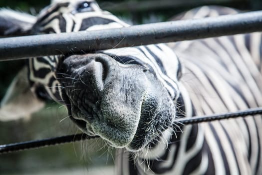 Close-up portrait of a zebra in the zoo