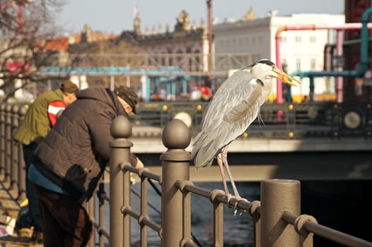 Graureiher / grey heron (Ardea cinerea)