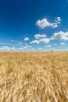 Field with grain,agricultural landscape with sky and clouds