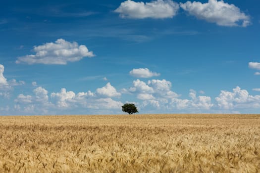 Field with grain,agricultural landscape with sky and clouds