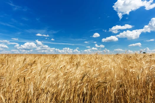 Field with grain,agricultural landscape with sky and clouds