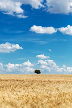 Field with grain,agricultural landscape with sky and clouds