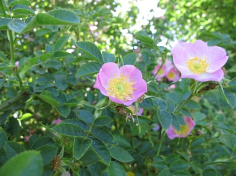 Rose hip